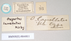 CollectionObject 1563139; 0872858b-3c8b-4f76-ab9a-0476d53970bf: copyright Natural History Museum, London. female, data labels of Oxyartes lamellatus (paralectotype). (CollectionObject).;CollectionObject 1563140; e690f7dd-2212-4cc5-a841-85c694de7525: copyright Natural History Museum, London. female, data labels of Oxyartes lamellatus (paralectotype). (CollectionObject).
