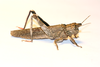 FieldOccurrence 353; f0a03ce1-105a-45a7-aeaa-452f82e909df; Tanzania
eastern slopes Mount Kilimanjaro, 2013/10/??: female. (FieldOccurrence).
