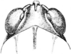 Tettigidea empedonepia Hubbell, 1937: Fig. 169. male, head, dorsal view. (Otu).
