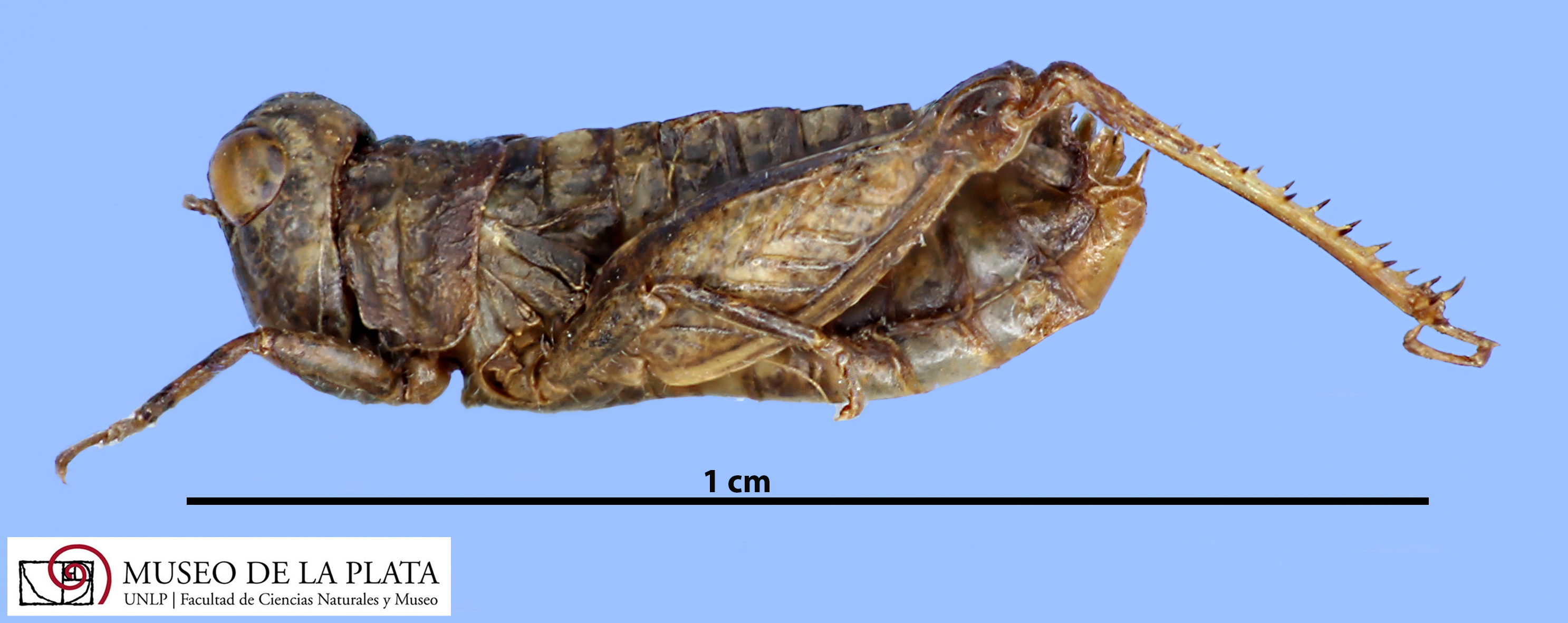 female, lateral view (paratype). Depicts CollectionObject 1514405; e3c285e6-a173-4917-9c54-fcf53416426b, MLP3494/2, a CollectionObject.