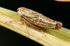 Habitus, dorsal view: Athysanella incongrua (INHS). (Observation).