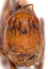 CollectionObject 2706321; CNMS 6, CNMS 6, b14902b8-2334-4a0b-9e82-91bc20de013c: front view. female (cotype). (CollectionObject).