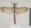 CollectionObject 1557515; 9dad141f-cbd9-4264-bbec-c99cd2c03221: copyright Natural History Museum, London. female (syntype). (CollectionObject).