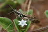 FieldOccurrence 102; 92d6ae00-e3d8-4b9e-bcf9-0776e3beb2d6; Tanzania
Kidia, 2013/09/??: male. (FieldOccurrence).