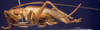 CollectionObject 1520544; ed9a2c1d-2218-4d72-8bd0-3324d88daa59: femal, lateral view (syntype). (CollectionObject).