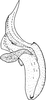 Aedeagus, lateral view: !! display not done !! on Jassargus (Jassargus) distinguendus (Flor, 1861): Aedeagus, lateral view. (Observation).