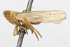 Habitus, lateral view: !! display not done !! on Stenocranus (Codex) dorsalis (Fitch, 1851): (Observation).