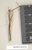 CollectionObject 1561507; NHMUK(SF IMPORT DUPLICATE) 844550, 27bdf160-5f2c-4711-8869-27110b81d67d: copyright Natural History Museum, London. male (syntype). (CollectionObject).