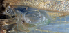 CollectionObject 1516724; 9932d429-f798-4284-bfce-2dea12f6f65f: male mirror (syntype). (CollectionObject).