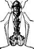 Habitus, dorsal view on Chudania delecta Distant, 1908: Habitus, dorsal view. (Observation).