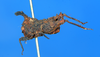 CollectionObject 1506051; bcb82a0a-408d-4539-a43e-3a00971f2dd9: male, lateral view (syntype). (CollectionObject).