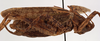 CollectionObject 1534517; ddce5745-606c-4dff-8207-20d30dc2e661: male, lateral view (holotype). (CollectionObject).