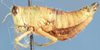 Harpethericles validus Descamps, 1977: female, lateral view. (Otu).