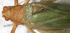 CollectionObject 1566636; NMW 8352, c8bb9cd7-ff42-4885-abe0-2ce1ec79ab45: female, dorsal view. (CollectionObject).