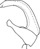 Aedeagus, lateral view on Exitianus natalensis Ross, 1968: Aedeagus, lateral view. (Observation).