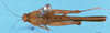 CollectionObject 1580791; f5c12a32-42c3-4c31-b96f-d66b41515df6, DORSA D064XM02: male, dorsal view (syntype of Bolotettix exiguus). (CollectionObject).