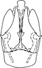 Subgenital plate, ventral view on Dikrella (Dikrella) dentata Ruppel & DeLong, 1953: Subgenital plates. (Observation).