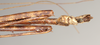 CollectionObject 1560515; NHMUK(SF IMPORT DUPLICATE) 844535, 23caa7a9-72a1-4d0c-8fcb-581844618722: copyright Natural History Museum, London. male: end of abdomen, ventral view (holotype). (CollectionObject).