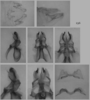 Melanoplus flabellatus (Scudder, 1878): male genitalia. (Otu).