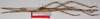 CollectionObject 1563490; de07c452-751f-4685-9c42-1435f6cd9768: copyright F. Hennemann. male (paratype). (CollectionObject).;CollectionObject 1563491; 50291e33-5ce1-404b-be41-102db5fb136b: copyright F. Hennemann. male (paratype). (CollectionObject).