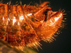 CollectionObject 1536066; e41e7803-4980-41ba-bf47-e528df22c58d: male abdominal apex (holotype). (CollectionObject).