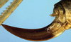 Eumetrioptera pavlovskyi Miram, 1935: female ovipositor (paratype). (Otu).