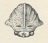 Head on Ochropepla corrosa (Fairmaire, 1846): (Observation).