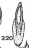 Aedeagus, ventral view on Anisostylus fulgidus (Ball, 1937): (Observation).