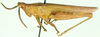 Tanitella prasina (Karsch, 1888): lateral view. (Otu).