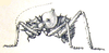 Hemihetrodes bachmanni (Karsch, 1887): Pl. II, 1. male (26 mm). (Otu).