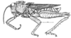 Spathalium audouinii (Blanchard, 1836): Fig. 1. male habitus. (Otu).