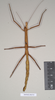 CollectionObject 1559544; NHMUK(SF IMPORT DUPLICATE) 844765, 1838d0fb-ec8e-40a8-a421-19c94646a90b: copyright Natural History Museum, London. female (holotype). (CollectionObject).