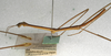 CollectionObject 1558066; c1f36252-7a55-4197-833b-39f3105ba4e9: copyright NMW, Vienna. male, lateral view (syntype). (CollectionObject).;CollectionObject 1558067; fc3270a5-87c5-4759-8194-342181663278: copyright NMW, Vienna. male, lateral view (syntype). (CollectionObject).