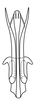 Aedeagus, posterior view on Coarctana rana (DeLong & Wolda, 1982): Male [DZUP]: aedeagus, posterior view. (Observation).