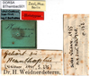 CollectionObject 1500337; cb8fc823-383d-4eb7-9482-b3576da6c4f6: labels (holotype). (CollectionObject).