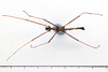 CollectionObject 1558137; 1538b937-0ef1-466b-a439-0ce0bdb24f0a: copyright MNHG, Geneva. male, ventral view (syntype). (CollectionObject).;CollectionObject 1558138; e96a9060-98ad-481a-b0ea-009f1452e544: copyright MNHG, Geneva. male, ventral view (syntype). (CollectionObject).