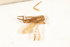 CollectionObject 1531231; 13b3a7ff-4e15-4dad-ac61-d772052170fc: male, dorsal view (holotype). (CollectionObject).