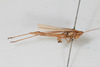 CollectionObject 1506490; f8e56635-8ac9-4f90-8cfb-a2e9f4842349: male, lateral view (paralectotype). (CollectionObject).
