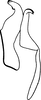 Aedeagus, lateral view on Anatkina vespertinula (Breddin, 1903): Aedeagus, lateral view. (Observation).