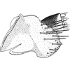 Pygofer, lateral view on Arocephalus (Ariellus) punctum (Flor, 1861): Pygofer, lateral view. (Observation).