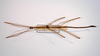 CollectionObject 1561639; 1a246c12-fbec-4aa2-8590-26a4d70b5420: copyright MNCN, Madrid. male of synonym Clitumnus laevigatus (syntype). (CollectionObject).