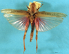 CollectionObject 1520575; 0d723a7e-59af-4a89-b251-a3a74c2562c2: female, dorsal view (syntype). (CollectionObject).