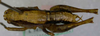 CollectionObject 1539598; 6ee6552c-9644-41f4-ac3b-550dbac07cef: male, dorsal view (holotype). (CollectionObject).