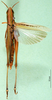 CollectionObject 1568782; 045985ac-21fc-41a7-9428-77bcb22b8c6d: female, dorsal view (paralectotype of Tristria musanae). (CollectionObject).