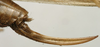 CollectionObject 1534989; 9aa06e5b-57c0-4c3f-bf91-4547dd0d488d: female ovipositor (syntype). (CollectionObject).