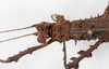 CollectionObject 1558172; 8948cf4d-207b-4e67-b86b-569924ea49cf: copyright NMW, Vienna. female: head, lateral view (syntype). (CollectionObject).;CollectionObject 1558173; 08870ce4-b04c-4543-a31f-b1409d0348f5: copyright NMW, Vienna. female: head, lateral view (syntype). (CollectionObject).