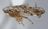 Habitus, lateral view: (Observation).