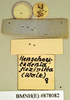 Henschoutedenia flexivitta (Walker, 1868): Lectotype, female, labels, reverse. BMNH(E)#878082. (Otu).