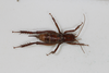 CollectionObject 1505597; 115debb9-a969-4567-8ba3-29bb6b007351: Female, dorsal view (syntype). (CollectionObject).