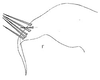 Pygofer, lateral view: Pygofer, lateral view. (Observation).